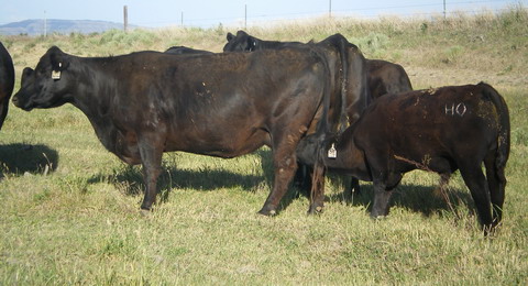 38F and calf 6-07 B