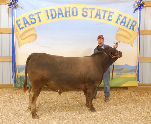 98T Grand Champion Bull EISF 2008 A